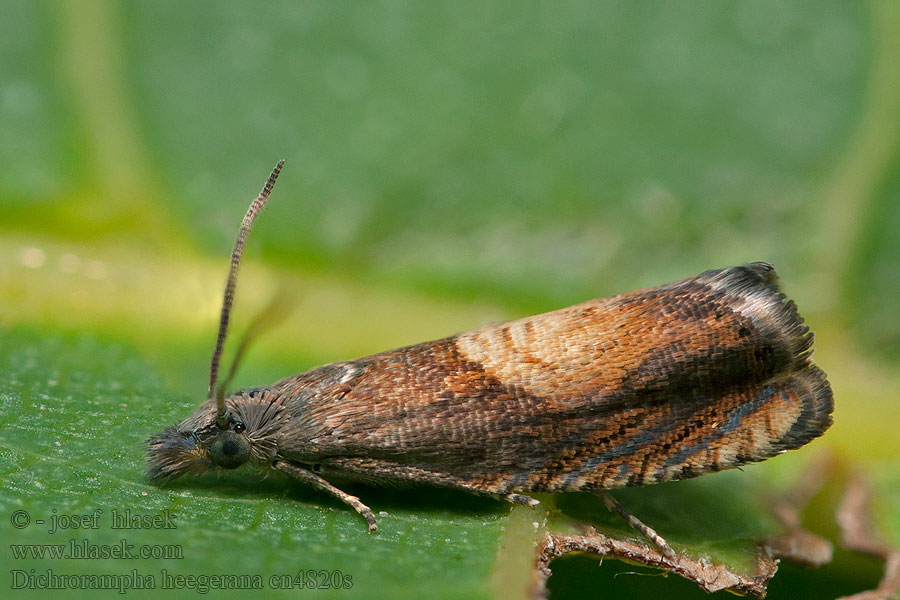 Dichrorampha heegerana Koreňožrút Heegerov