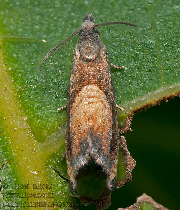 Dichrorampha heegerana Hietikkokenttäkääriäinen