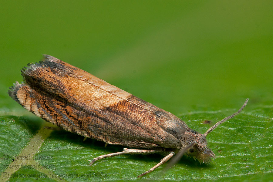 Dichrorampha heegerana Rödgulhakad rotvecklare