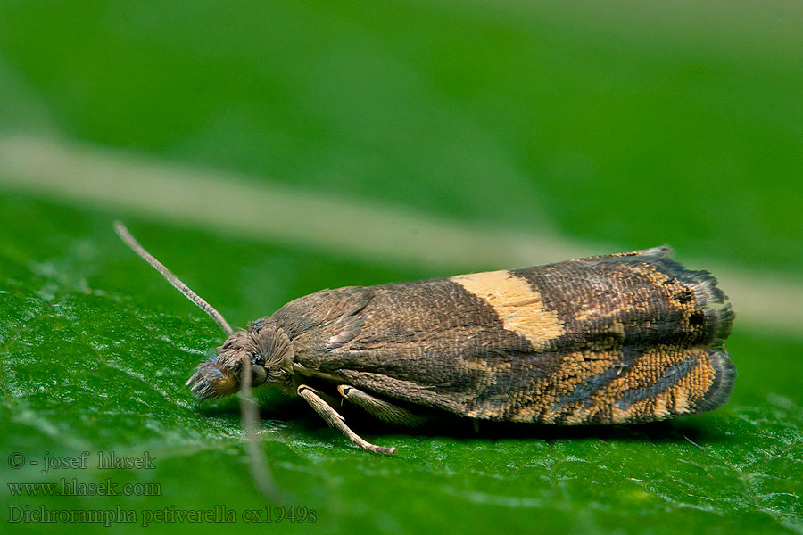 Dichrorampha petiverella Obaleč kopretinový Common Drill