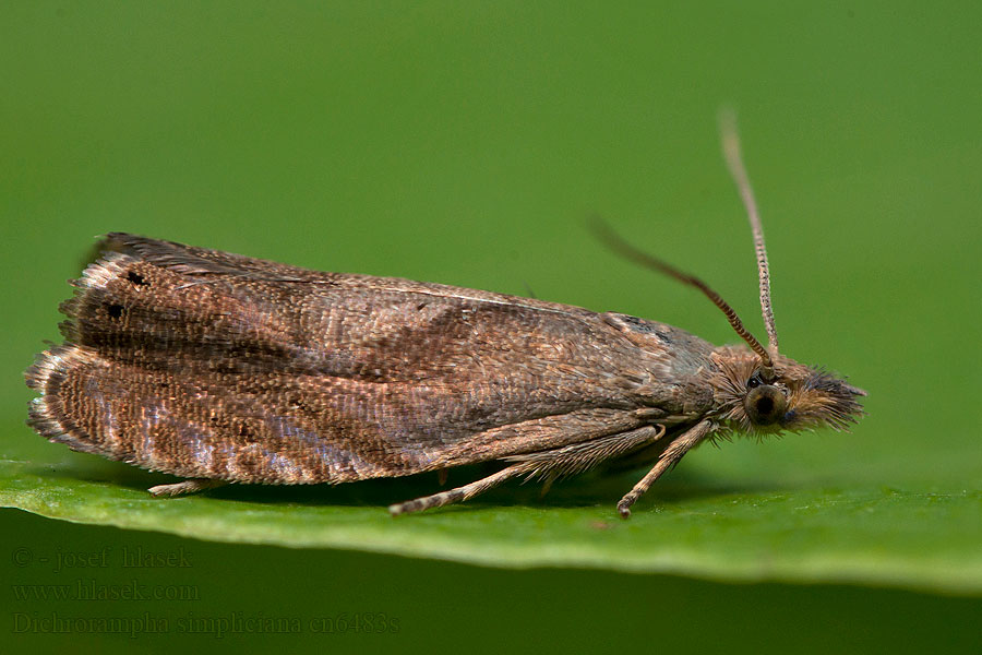 Dichrorampha simpliciana Round-winged Drill Koreňožrút palinový