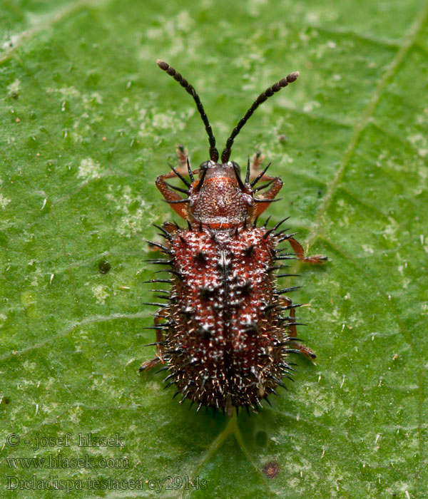 Dicladispa testacea