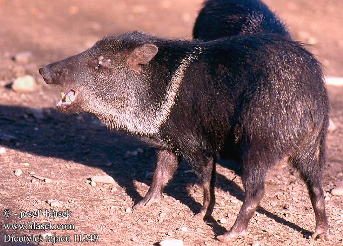 Dicotyles tajacu Collared Peccary Javelina Pécari collier Pekarifélék Nabelschweine Pekari páskovaný Pecarí collar Пекари ペッカリー Navlesvin 西猯科 Пеккари