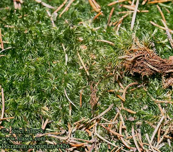 Dicranum scoparium 8426 UK: Broom fork-moss FI: torvijäkälät FR: Dicrane en balai NL: Gewoon gaffeltandmos DE: Besenförmiges Gabelzahnmoos PL: Widłoząb miotłowy SK: dvojhrot chvostovitý CZ: dvouhrotec chvostnatý SE: kvastmossa