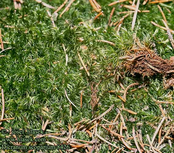 Dicranum scoparium 8426 UK: Broom fork-moss FI: torvijäkälät FR: Dicrane en balai NL: Gewoon gaffeltandmos DE: Besenförmiges Gabelzahnmoos PL: Widłoząb miotłowy SK: dvojhrot chvostovitý CZ: dvouhrotec chvostnatý SE: kvastmossa