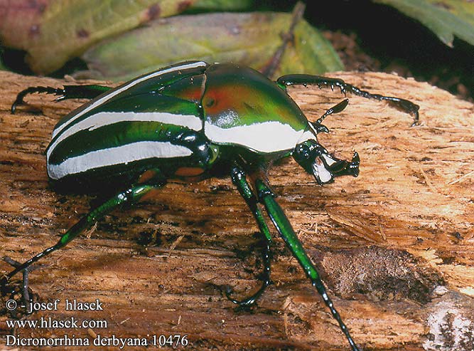 Dicronorhina derbyana 10476