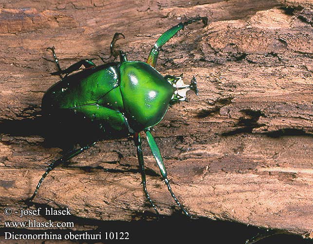 Dicronorhina oberthuri 10122