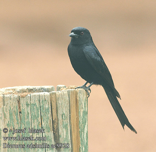 Dicrurus adsimilis Forktailed Common Drongo Fork-tailed