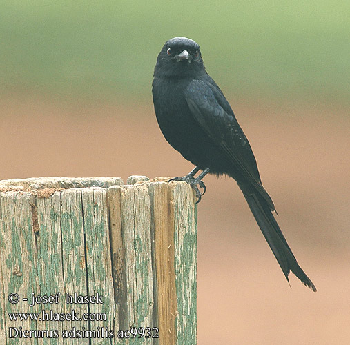 Drongo brillant Fluweeldrongo Vorkstaartdrongo Drongo