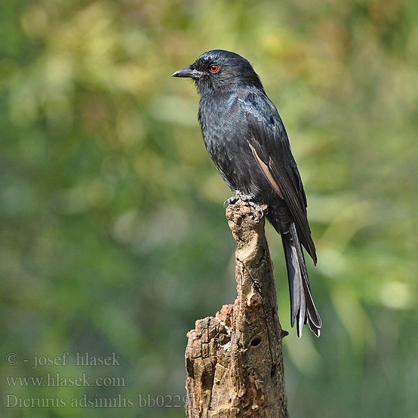 Forktailed Common Drongo Fork-tailed Gaffelhalet drongo