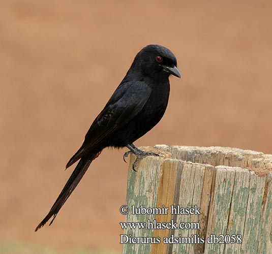 Drongo Codaforcuta Szuaheli drongó Trauerdrongo Dziwogon zalobny