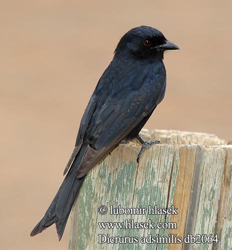 Drongo africký Drongo Horquillado Klykstjärtad drongo