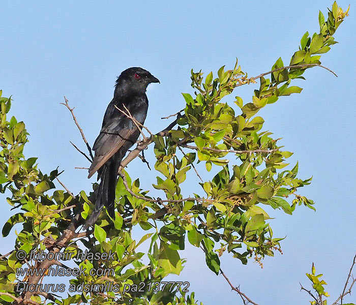 Dicrurus adsimilis