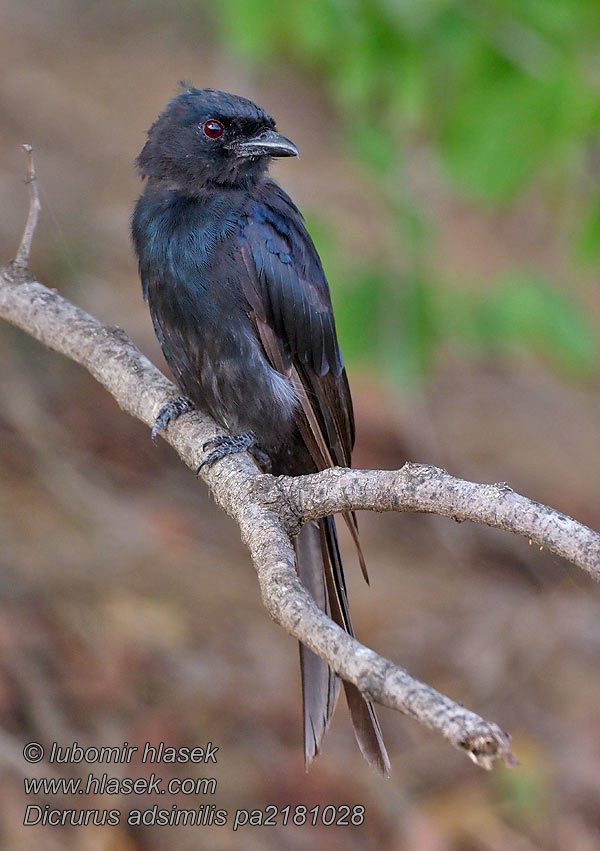 Dicrurus adsimilis