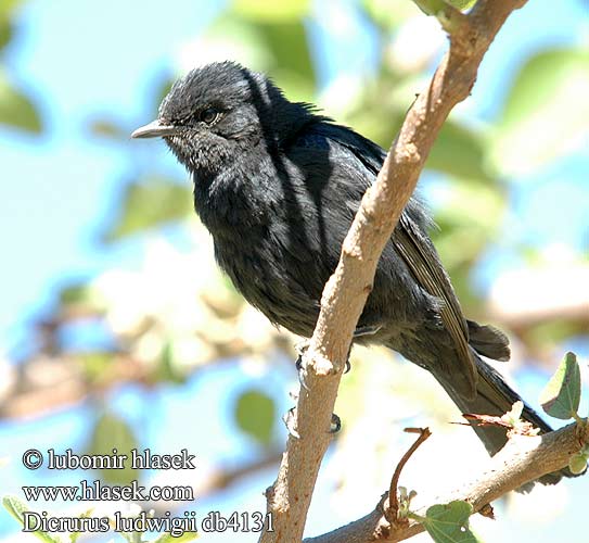 Dicrurus ludwigii Square-tailed Drongo Rethalet Ludwig Rechtstaartdrongo Drongo codasquadrata Quadrato-unito Kleiner Drongo Geradschwanzdrongo Dziwogon prostosterny Kleinbyvanger Drongo lesní Cola Cuadrada Pikkudrongo カクビオウチュウ Drongo-de-cauda-quadrada Tverrhaledrongo