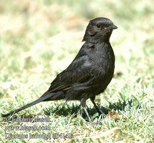 Rechtstaartdrongo Drongo codasquadrata Quadrato-unito Kleiner Drongo Geradschwanzdrongo Dziwogon prostosterny Kleinbyvanger Drongo lesní Cola Cuadrada Pikkudrongo カクビオウチュウ Drongo-de-cauda-quadrada Tverrhaledrongo Dicrurus ludwigii Square-tailed Drongo Rethalet Ludwig