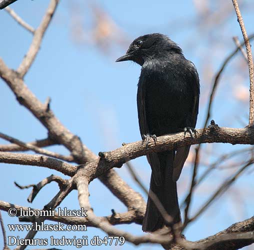 Kleiner Drongo Geradschwanzdrongo Dziwogon prostosterny Kleinbyvanger Drongo lesní Cola Cuadrada Pikkudrongo カクビオウチュウ Drongo-de-cauda-quadrada Tverrhaledrongo Dicrurus ludwigii Square-tailed Drongo Rethalet Ludwig Rechtstaartdrongo Drongo codasquadrata Quadrato-unito