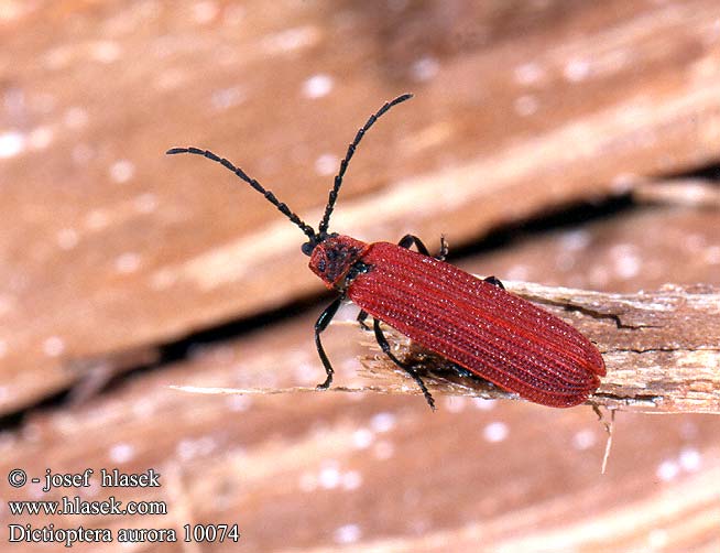 Dictioptera aurora 10074