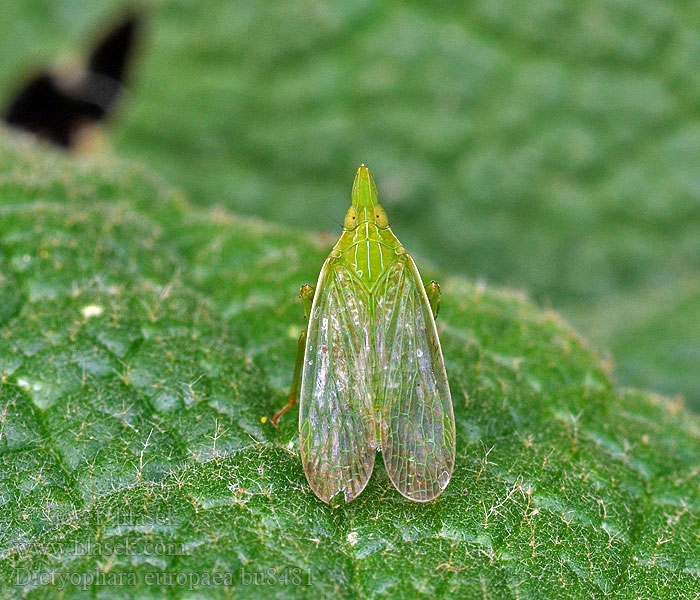 Dictyophara europaea Europäischer Laternenträger