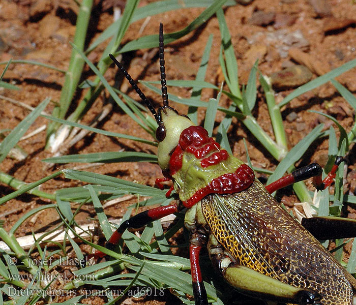 Dictyophorus spumans