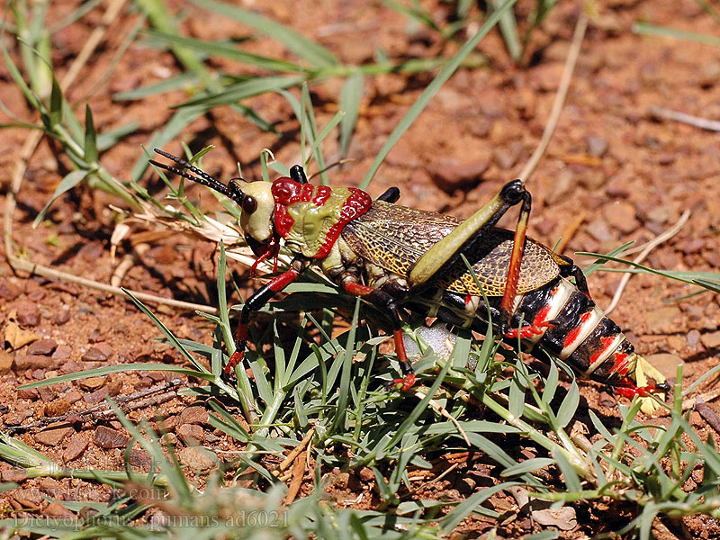 Dictyophorus spumans Schaumheuschrecke