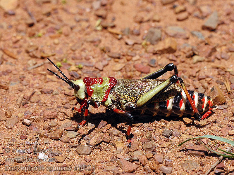 Dictyophorus spumans Koppie Foam Grasshopper