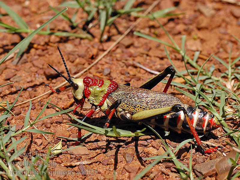 Dictyophorus spumans Пена Кузнечик