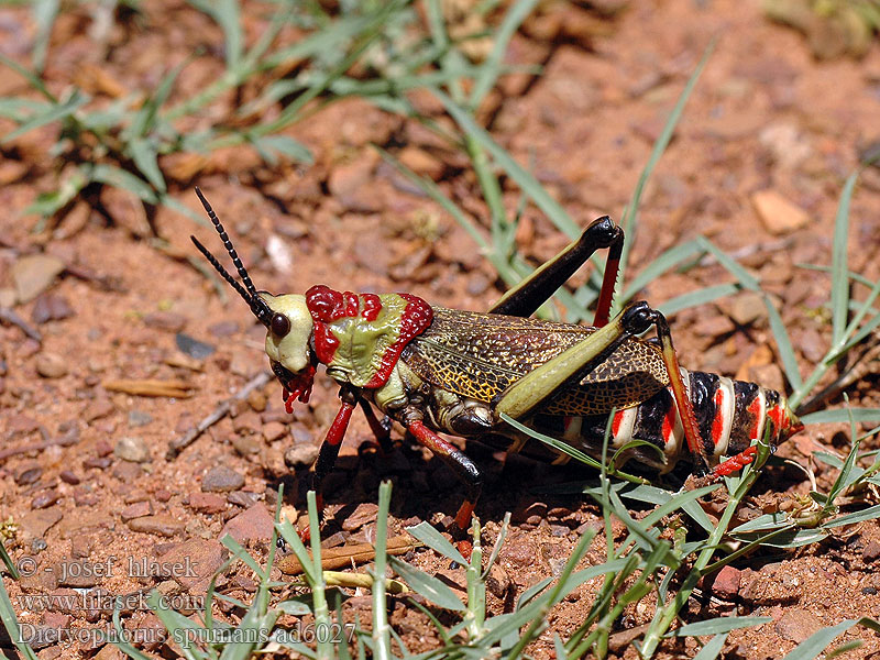 Dictyophorus spumans Rooibaadjie