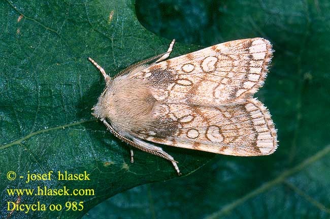 Dicycla oo Heart Moth Eichen-Nulleneule Blýskavka dvouoká Double Zéro Nullenuil Dvinulis pelėdgalvis Sivkavec dvojoký Kretsfly Совка двойное o дицикла оо