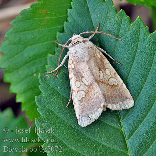 Double Zéro Nullenuil Dvinulis pelėdgalvis Sivkavec dvojoký Kretsfly Совка двойное o дицикла оо Dicycla oo Heart Moth Eichen-Nulleneule Blýskavka dvouoká