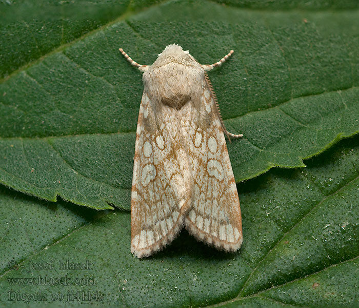 Heart Moth Eichen-Nulleneule Blýskavka dvouoká Dicycla oo