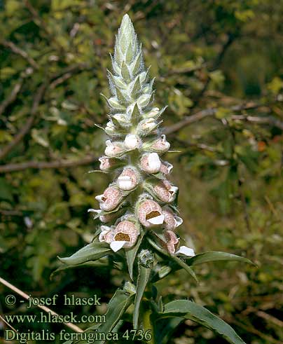 Digitalis ferruginea UK: Rusty Foxglove DA: rustfarvet fingerbol FI: Ruskosormustinkukka Brun fingerborgsblomma FR: Digitale NL:  roestkleurig vingerhoedskruid IT: Digitale bruna HU: Rozsdás gyűszűvirág DE: Rostfarbiger Fingerhut PL: naparstnica SE: brun fingerborgsblomma