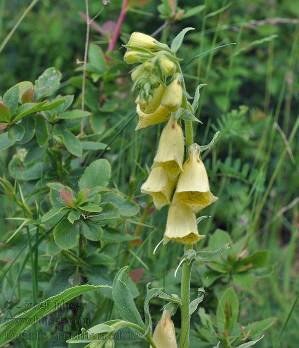 Naparstnica zwyczajna Keltasormustinkukka Gul fingerborgsblomma Digitalis grandiflora