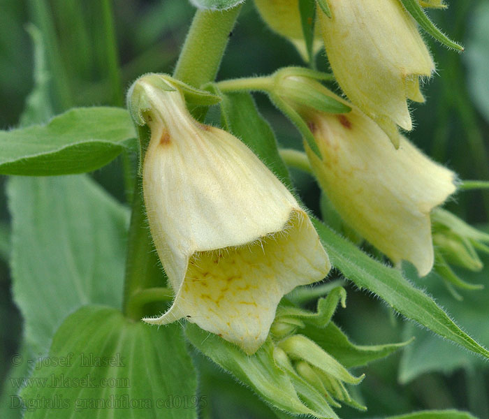 Náprstník velkokvětý Großblütiger Fingerhut Digitalis grandiflora