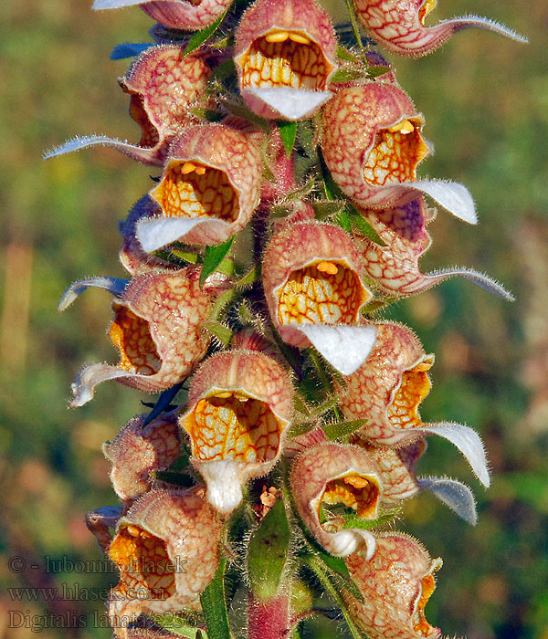 Наперстянка шерстистая  Digitalis lanata