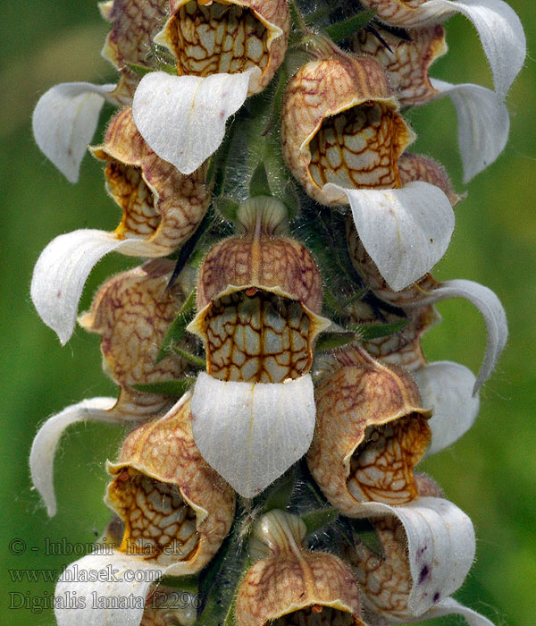 Naparstnica wełnista Digitalis lanata