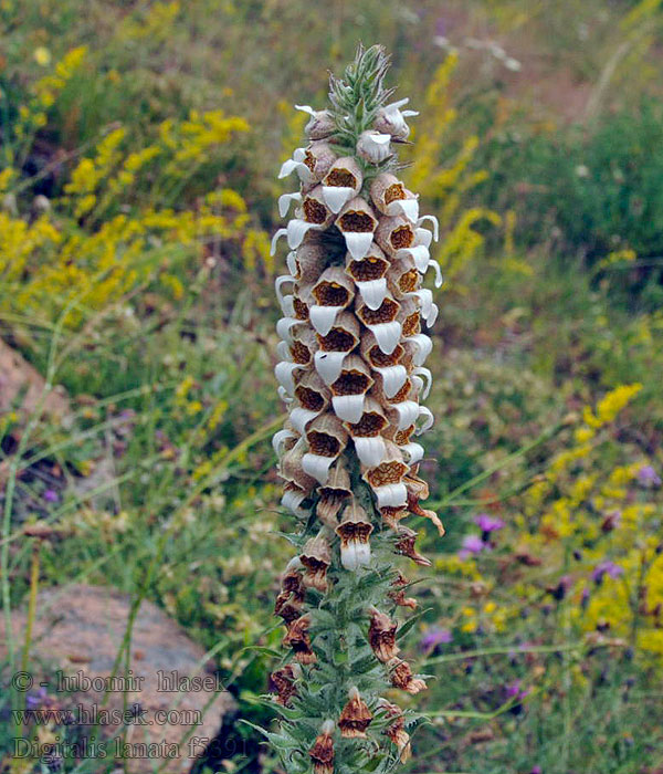 Náprstník vlnatý Wolliger Fingerhut Digitalis lanata