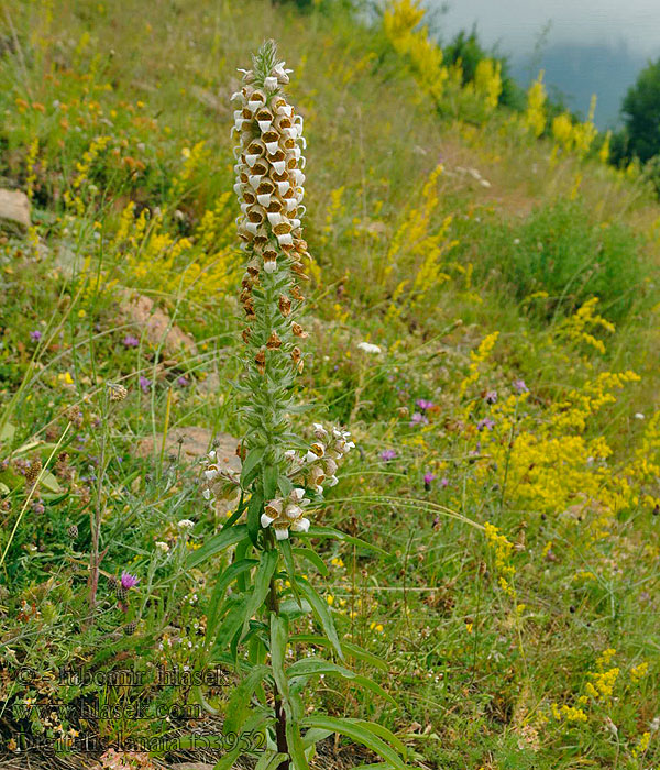 Digitalis lanata Наперстянка шерстистая