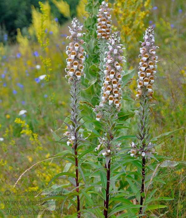 Digitalis lanata Naparstnica wełnista Yünlü yüksük otu