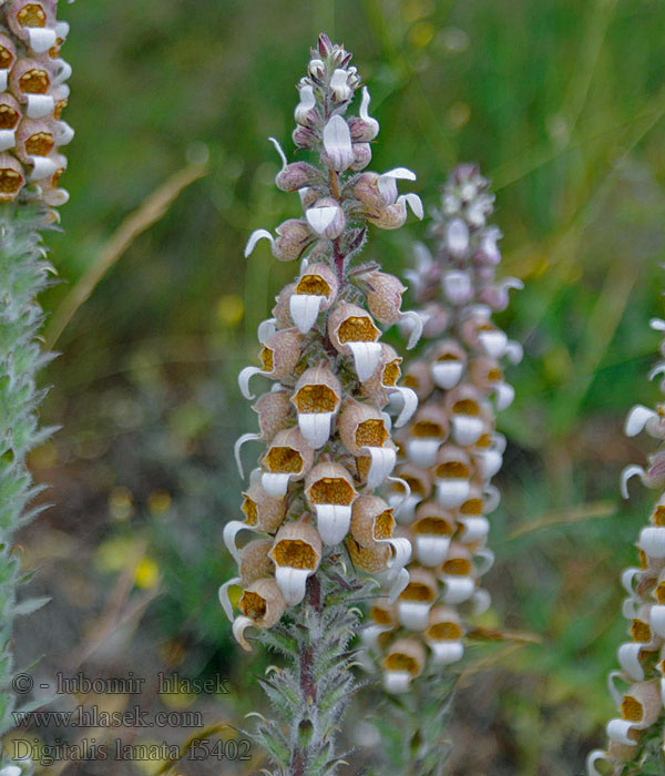 Digitalis lanata Náprstník vlnatý Wolliger Fingerhut