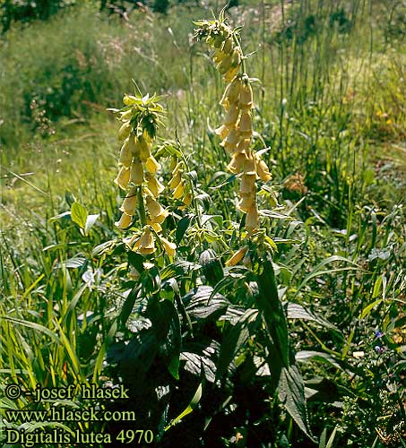 Digitalis lutea Straw Foxglove Gul Fingerbol Pikkusormustinkukka