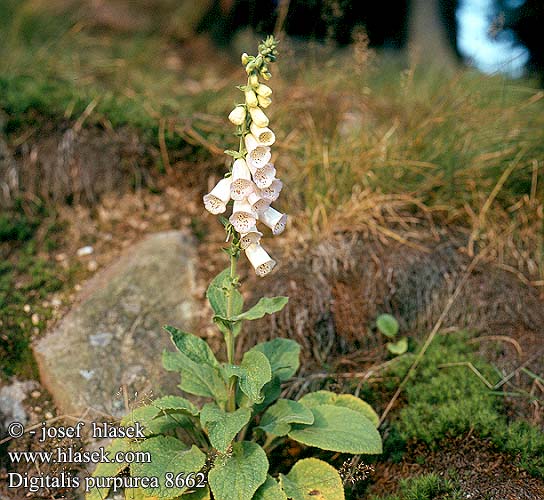 Digitalis purpurea Purple foxglove Almindelig Fingerbol Sormustinkukan