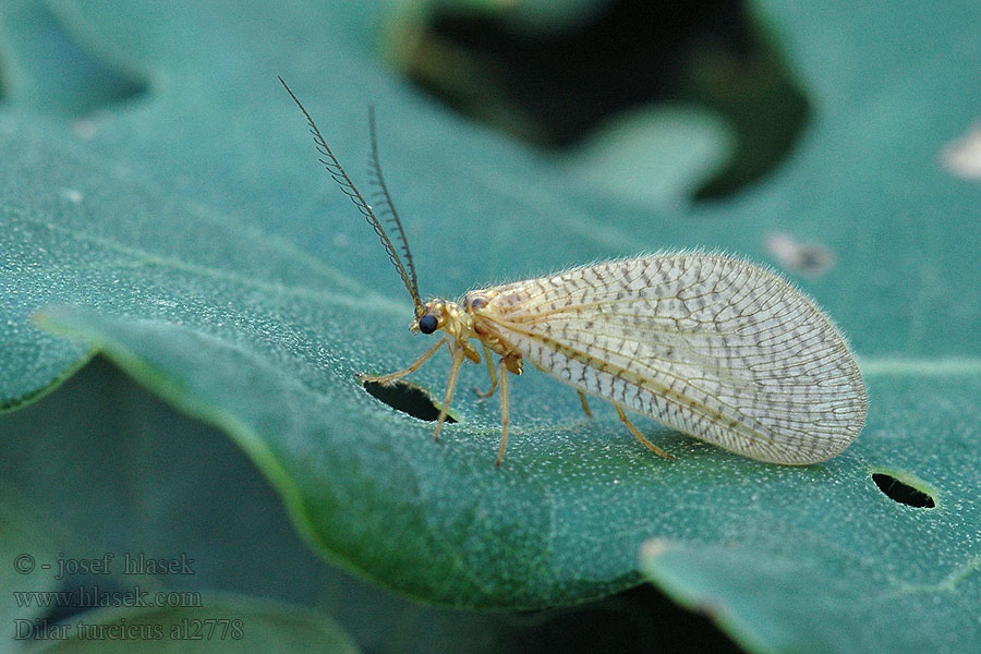 Dilar turcicus