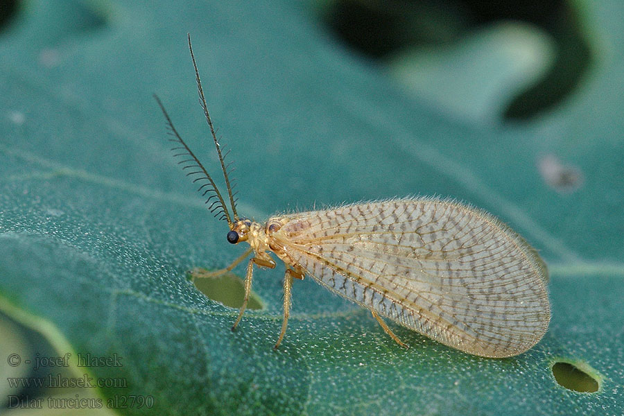 Dilar turcicus