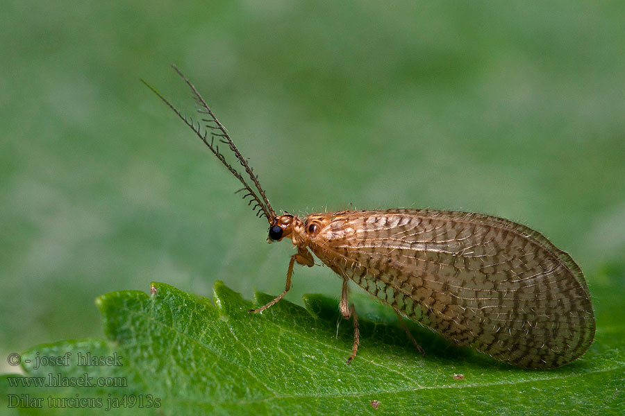 Dilar turcicus Дилар турецкий