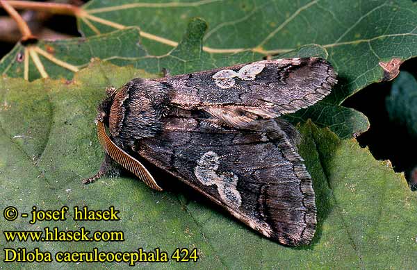 Diloba caeruleocephala Modrohlávek ovocný Blaukopf