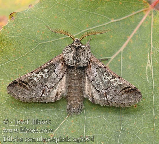 Diloba caeruleocephala Figure Eight Mramorovka modrohlavá