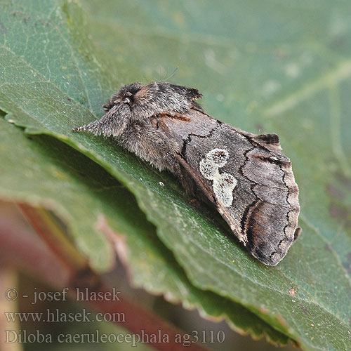 Diloba caeruleocephala Double-Omega Совиноголовка синеголовая