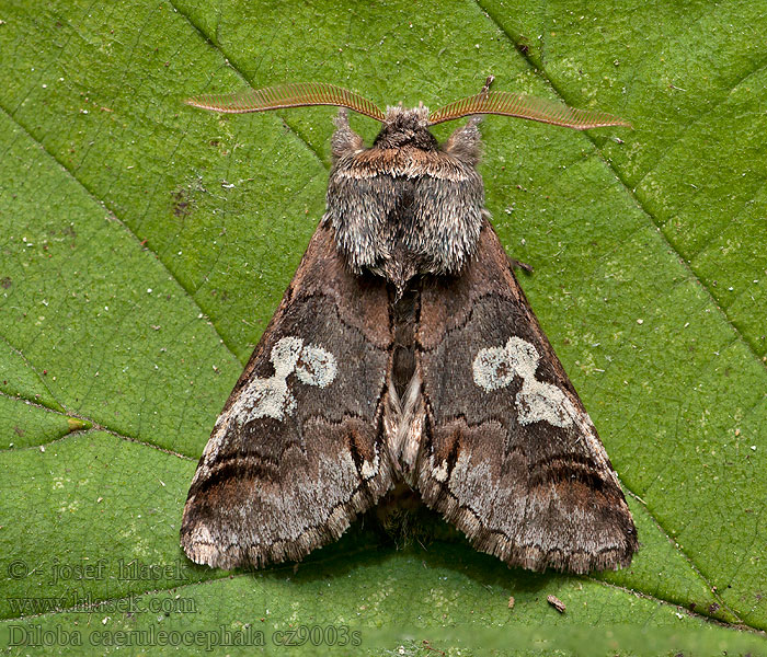 Diloba caeruleocephala Bielmica sinogłówka Krakeling Őszi kékesbagoly