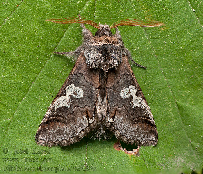 Diloba caeruleocephala Sinipääkehrääjä Blåhuva Blåhodefly Blåhoved